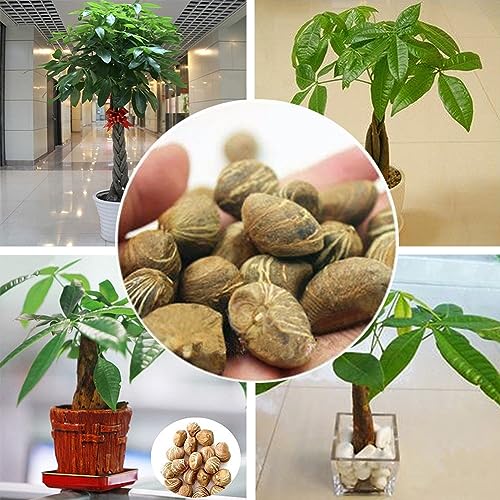 PERZOE Mini-Pachira-Macrocarpa-Samen, Geldbaum-Bonsai-Topf, Zimmerpflanzen-Dekoration von PERZOE