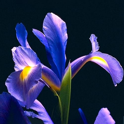 PERZOE Niederländische Iris Reticulata-Samen, Pflanzenbalkon-Garten-Bonsai-Blumen-Heimbüro-Dekor Holländische Iris-Samen 20St von PERZOE