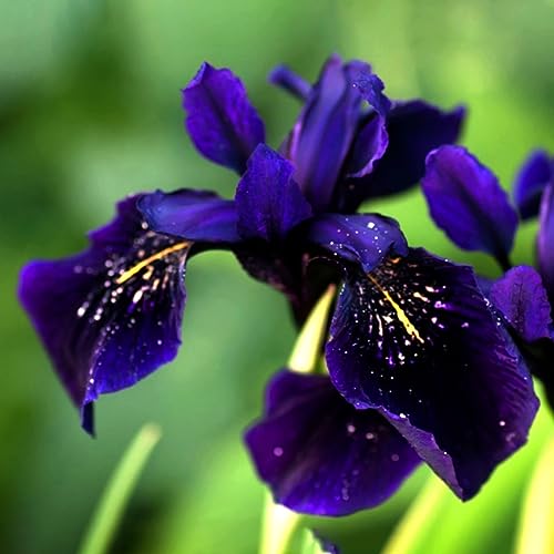 PERZOE Niederländische Iris Reticulata-Samen, Pflanzenbalkon-Garten-Bonsai-Blumen-Heimbüro-Dekor Iris reticulata-Samen 20St von PERZOE