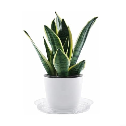 10 Stück transparente Blumentopf-Untergründe für saubere Oberflächen im Innenbereich (15,2 cm) von PETSTIBLE