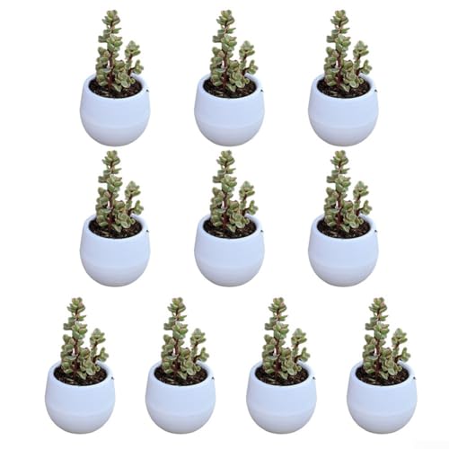 PETSTIBLE Kunststoff-Blumentopf, Sukkulenten, für Zuhause, Garten, Büro, Dekoration, Weiß, 10 Stück von PETSTIBLE