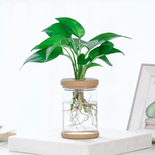 Transparenter Blumentopf für den Innenbereich, selbstabsorbierend und verhindert Wasseraustritt (B) von PETSTIBLE