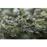 Abies koreana Kohouts Icebreaker' ® C 15 40- 50 von PFLANZEN-FÜR-DICH.DE