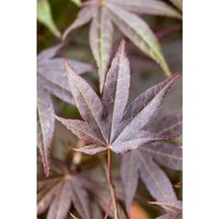 Pflanzen-für-dich.de - Acer palmatum 'Atropurpureum' 10 l 100- 125 von PFLANZEN-FÜR-DICH.DE