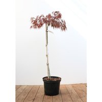 Pflanzen-für-dich.de - Acer palmatum 'Dissectum Garnet' Sta C5 Krone einj. Sth. 80- Pflanzen-für-dich.de - Acer palmatum 'Dissectum Garnet' Sta C5 Krone einj. Sth. 80- von PFLANZEN-FÜR-DICH.DE