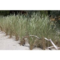 Ammophila arenaria p 1 Ammophila arenaria p 1 von PFLANZEN-FÜR-DICH.DE
