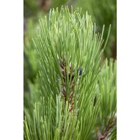 Bosnische Kiefer 'Compact Gem' Pinus heldreichii 'Compact Gem' c 4 30- 40 von PFLANZEN-FÜR-DICH.DE