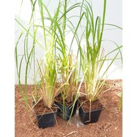 Cortaderia selloana ca. 12 cm Topf von PFLANZEN-FÜR-DICH.DE