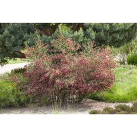 Edelginster 'Boskoop Ruby' Cytisus scoparius 'Boskoop Ruby' c 3 40- 60 von PFLANZEN-FÜR-DICH.DE