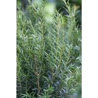 Pflanzen-für-dich.de - Eibe 'Renke´s Kleiner Grüner' Taxus baccata 'Renke's Kleiner Grüner' -r- 2L 30- 40 von PFLANZEN-FÜR-DICH.DE