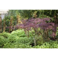 Pflanzen-für-dich.de - Fächerahorn 'Inaba-shidare' Acer palmatum 'Inaba-shidare' c 60- 80 Pflanzen-für-dich.de - Fächerahorn 'Inaba-shidare' Acer palmatum 'Inaba-shidare' c 60- 80 von PFLANZEN-FÜR-DICH.DE