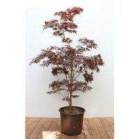 Pflanzen-für-dich.de - Acer palmatum 'Skeeters Broom' 15 l 125- 150 von PFLANZEN-FÜR-DICH.DE