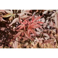 Pflanzen-für-dich.de - Acer palmatum 'Skeeters Broom' 7,5L 60- 100 von PFLANZEN-FÜR-DICH.DE