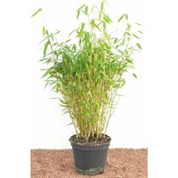 Fargesia murieliae 'Jumbo' C 40- 60 von PFLANZEN-FÜR-DICH.DE
