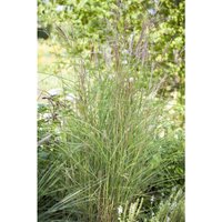 Garten-Chinaschilf 'Kleine Fontäne' Miscanthus sinensis 'Kleine Fontäne' C5 von PFLANZEN-FÜR-DICH.DE