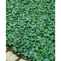 Pflanzen-für-dich.de - Hedera helix 'Plattensee' p 0,5 15- 20 von PFLANZEN-FÜR-DICH.DE