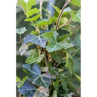 Hedera helix hibernica 0,5 Liter von PFLANZEN-FÜR-DICH.DE