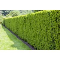 Pflanzen-für-dich.de - Heimische Eibe Taxus baccata c 40- 60 Pflanzen-für-dich.de - Heimische Eibe Taxus baccata c 40- 60 von PFLANZEN-FÜR-DICH.DE