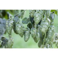 Humulus lupulus 2L Eck 40- 60 Humulus lupulus 2L Eck 40- 60 von PFLANZEN-FÜR-DICH.DE