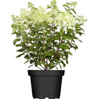 Pflanzen-für-dich.de - Hydrangea paniculata 'Limelight' -s- c 40- 60 Pflanzen-für-dich.de - Hydrangea paniculata 'Limelight' -s- c 40- 60 von PFLANZEN-FÜR-DICH.DE