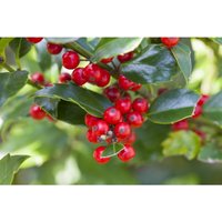 Ilex aquifolium 'Alaska' 5L 30- 40 von PFLANZEN-FÜR-DICH.DE