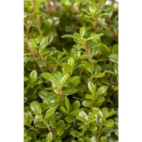 Ilex crenata 'Glorie Gem' 2L 20- 30 von PFLANZEN-FÜR-DICH.DE