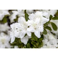 Japanische Azalee 'Diamant Weiß'® Rhododendron obt.'Diamant Weiß' -R- C 2 15- 20 von PFLANZEN-FÜR-DICH.DE