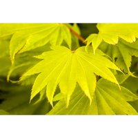 Japanischer Goldahorn 'Aureum' Acer shirasawanum 'Aureum' C 6 25-30 von PFLANZEN-FÜR-DICH.DE