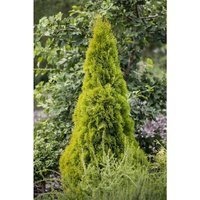 Lebensbaum 'Golden Smaragd'® Thuja occidentalis 'Golden Smaragd' -r- c 3 40- 60 von PFLANZEN-FÜR-DICH.DE