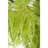 Pflanzen-für-dich.de - Acer palmatum 'Dissectum' 3L 30- 40 Pflanzen-für-dich.de - Acer palmatum 'Dissectum' 3L 30- 40 von PFLANZEN-FÜR-DICH.DE