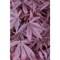 Pflanzen-für-dich.de - Acer palmatum 'Shaina' 5L 60- 80 Pflanzen-für-dich.de - Acer palmatum 'Shaina' 5L 60- 80 von PFLANZEN-FÜR-DICH.DE