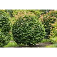 Pflanzen-für-dich.de - Acer platanoides 'Globosum' Sta c 5 Krone einj. Sth. 80- Pflanzen-für-dich.de - Acer platanoides 'Globosum' Sta c 5 Krone einj. Sth. 80- von PFLANZEN-FÜR-DICH.DE