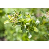 Pflanzen-für-dich.de - Aronia melanocarpa 7,5 l Topf 80- 100 von PFLANZEN-FÜR-DICH.DE