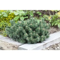 Pflanzen-für-dich.de - Berg-Kiefer 'Humpy' Pinus mugo 'Humpy' c 15 Plasticotta 40- 50 Pflanzen-für-dich.de - Berg-Kiefer 'Humpy' Pinus mugo 'Humpy' c 15 Plasticotta 40- 50 von PFLANZEN-FÜR-DICH.DE