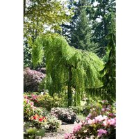 Pflanzen-für-dich.de - Betula pendula 'Youngii' Sta c 15 Krone mehrj. Sth. 120- Pflanzen-für-dich.de - Betula pendula 'Youngii' Sta c 15 Krone mehrj. Sth. 120- von PFLANZEN-FÜR-DICH.DE