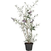 Pflanzen-für-dich.de - Buddleja davidii 'Nanho Blue' c 40- 60 Pflanzen-für-dich.de - Buddleja davidii 'Nanho Blue' c 40- 60 von PFLANZEN-FÜR-DICH.DE