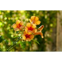 Pflanzen-für-dich.de - Campsis radicans 'Indian Summer' Sta 10L Krone mehrj. Sth. 80- von PFLANZEN-FÜR-DICH.DE