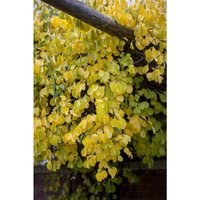 Pflanzen-für-dich.de - Celastrus orbiculatus 'Hercules' 2L 60- 100 von PFLANZEN-FÜR-DICH.DE