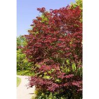 Pflanzen-für-dich.de - Fächerahorn 'Beni-komachi' Acer palmatum 'Beni-komachi' C5 60- 80 Pflanzen-für-dich.de - Fächerahorn 'Beni-komachi' Acer palmatum 'Beni-komachi' C5 60- 80 von PFLANZEN-FÜR-DICH.DE