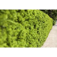 Pflanzen-für-dich.de - Fruchtende Bechereibe 'Hicksii' Taxus media 'Hicksii' c 40- 60 Pflanzen-für-dich.de - Fruchtende Bechereibe 'Hicksii' Taxus media 'Hicksii' c 40- 60 von PFLANZEN-FÜR-DICH.DE