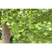 Pflanzen-für-dich.de - Ginkgo biloba c 7,5 100- 125 Pflanzen-für-dich.de - Ginkgo biloba c 7,5 100- 125 von PFLANZEN-FÜR-DICH.DE