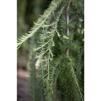 Pflanzen-für-dich.de - Hänge-Lärche 'Stiff Weeper' Larix kaempferi 'Stiff Weeper' Sta c 10 Krone mehrj. Sth. 100- Pflanzen-für-dich.de - Hänge-Lärche 'Stiff Weeper' Larix kaempferi 'Stiff Weeper' Sta c 10 Krone mehrj. Sth. 100- von PFLANZEN-FÜR-DICH.DE