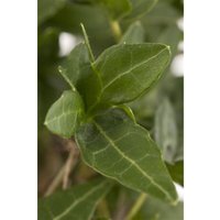 Hedera helix 2L 60- 100 Hedera helix 2L 60- 100 von PFLANZEN-FÜR-DICH.DE