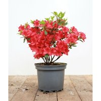 Pflanzen-für-dich.de - Japanische Azalee 'Maruschka'® Rhododendron obt.'Maruschka' -r- c 2 20- 25 von PFLANZEN-FÜR-DICH.DE