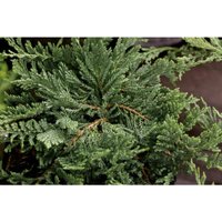 Pflanzen-für-dich.de - Juniperus horizontalis 'Blue Chip' 2L 20- 25 Pflanzen-für-dich.de - Juniperus horizontalis 'Blue Chip' 2L 20- 25 von PFLANZEN-FÜR-DICH.DE