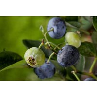 Pflanzen-für-dich.de - Kulturheidelbeere Heidelbeere 'Nelson' Vaccinium corymbosum 'Nelson' 2 l Topf 40- von PFLANZEN-FÜR-DICH.DE
