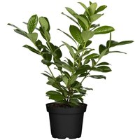 Prunus laurocerasus 'Novita' c 2 40- 60 Prunus laurocerasus 'Novita' c 2 40- 60 von PFLANZEN-FÜR-DICH.DE