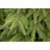 Pflanzen-für-dich.de - Orientalische Goldfichte Picea orientalis 'Aurea' c 15 80- 100 Pflanzen-für-dich.de - Orientalische Goldfichte Picea orientalis 'Aurea' c 15 80- 100 von PFLANZEN-FÜR-DICH.DE