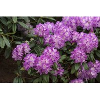 Pflanzen-für-dich.de - Rhododendron-Hybride 'Alfred' Rhododendron Hybr.'Alfred' c 5 30- 40 Pflanzen-für-dich.de - Rhododendron-Hybride 'Alfred' Rhododendron Hybr.'Alfred' c 5 30- 40 von PFLANZEN-FÜR-DICH.DE