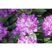 Pflanzen-für-dich.de - Rhododendron 'Quinte' Rhododendron Hybr.'Quinte' C5 30- 40 Pflanzen-für-dich.de - Rhododendron 'Quinte' Rhododendron Hybr.'Quinte' C5 30- 40 von PFLANZEN-FÜR-DICH.DE